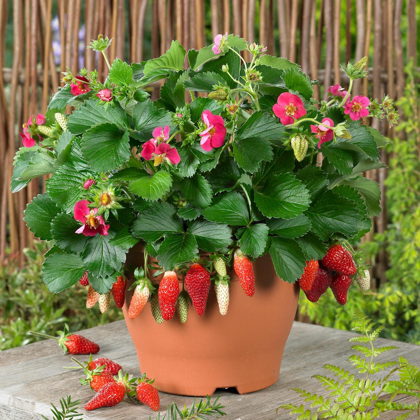The 'Tristan' Strawberry-Everbearing (Fragaria) in a terracotta pot displays green leaves, bright pink flowers, and ripe red berries. It sits on a wooden surface outdoors, backed by a bamboo fence and surrounding greenery - Photo Courtesy of ABZ Seeds. Decorative pot not included.