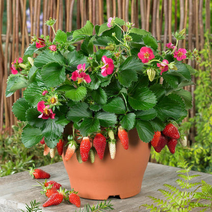 The 'Tristan' Strawberry-Everbearing (Fragaria) in a terracotta pot displays green leaves, bright pink flowers, and ripe red berries. It sits on a wooden surface outdoors, backed by a bamboo fence and surrounding greenery - Photo Courtesy of ABZ Seeds. Decorative pot not included.