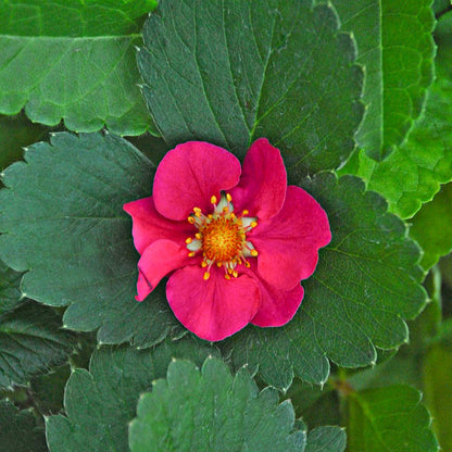The 'Tristan' Strawberry-Everbearing (Fragaria) features vibrant pink five-petaled flowers with yellow centers, set against textured dark green leaves on a compact plant - Photo Courtesy of ABZ Seeds.