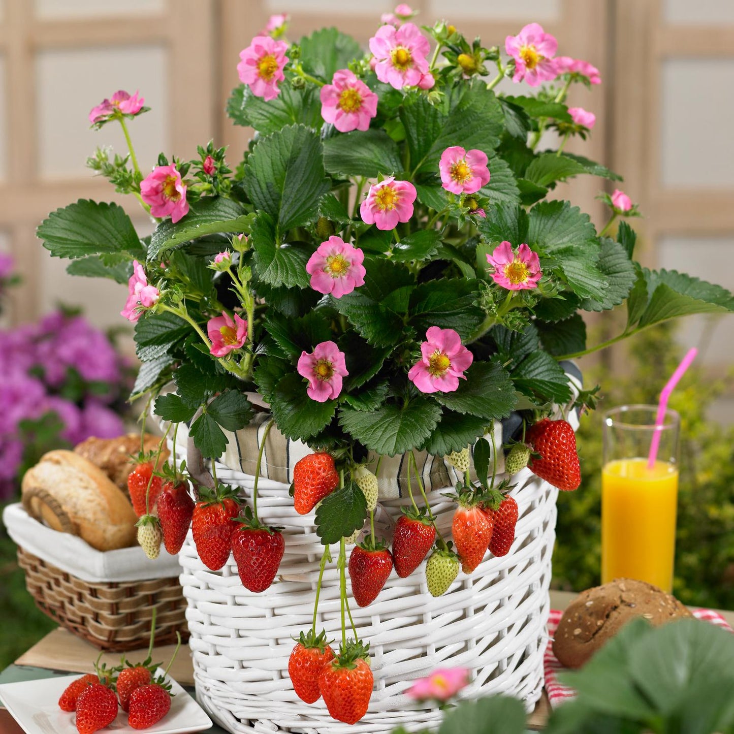 A white wicker basket holds a Gasana' Strawberry-Everbearing (Fragaria) plant with green leaves, pink flowers, and ripe red berries. Breads, orange juice, and a blurred garden appear in the background - Photo Courtesy of ABZ Seeds. Decorative pot not included.