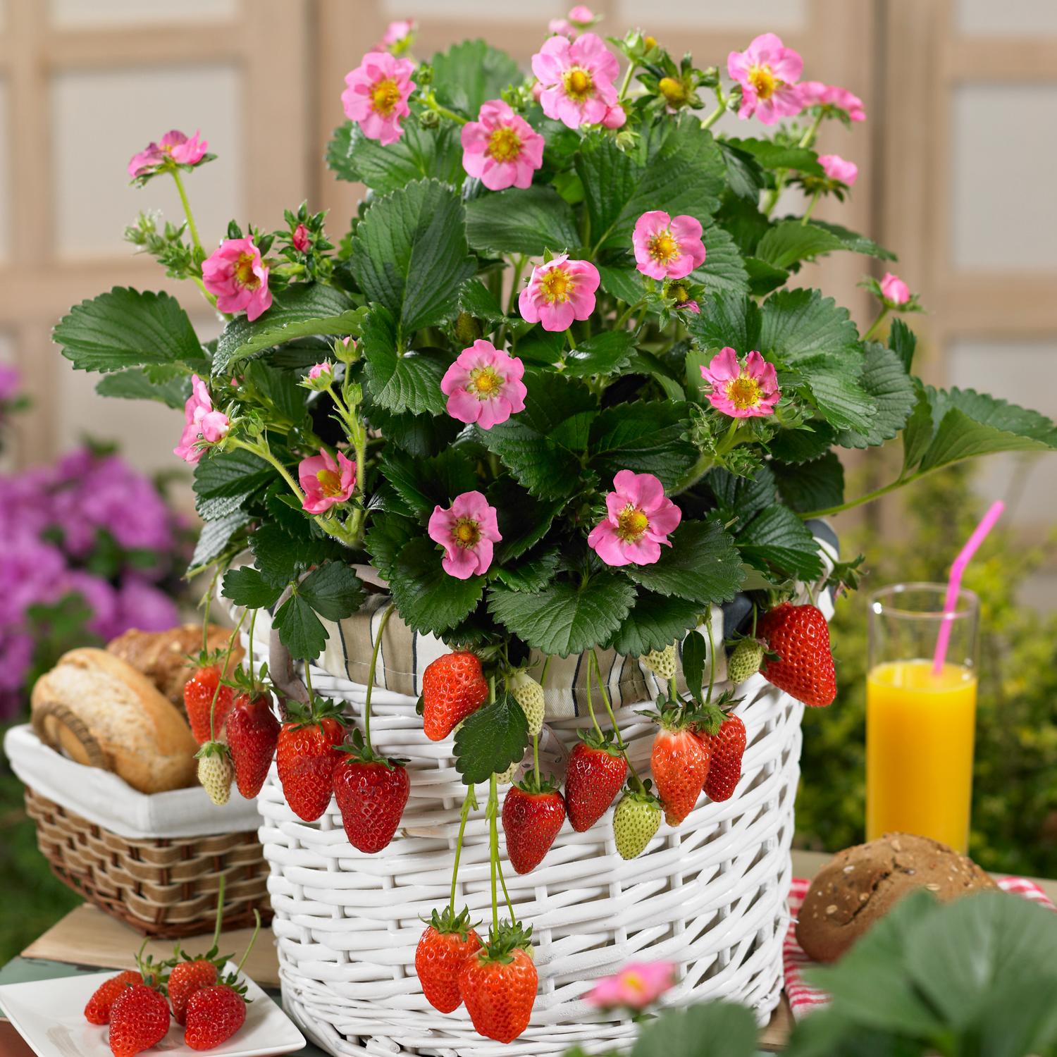 A white wicker basket holds a Gasana' Strawberry-Everbearing (Fragaria) plant with green leaves, pink flowers, and ripe red berries. Breads, orange juice, and a blurred garden appear in the background - Photo Courtesy of ABZ Seeds. Decorative pot not included.