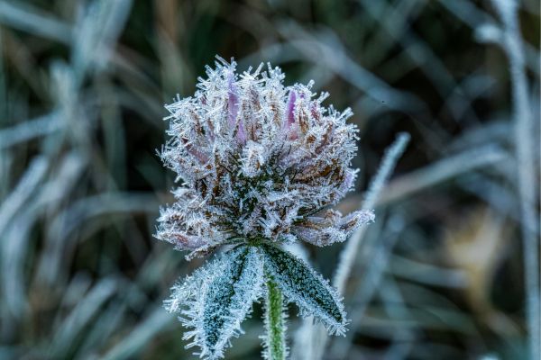Frosted flower bud with a blurred grassy background