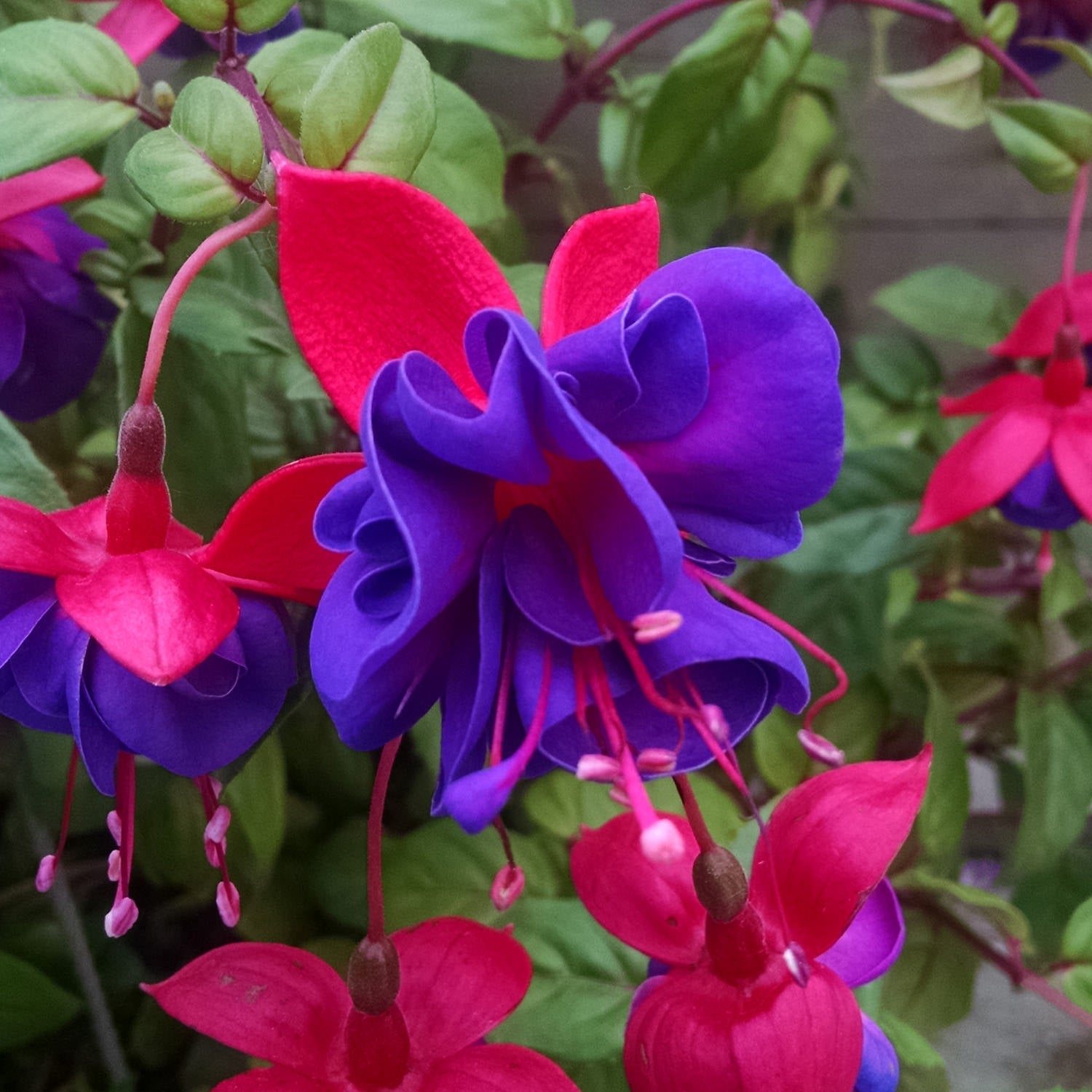 Close-up of Dark Eyes Trailing Fuchsia, showcasing deep purple and bright pink petals, with several buds and blooms set against lush green leaves in the background - Photo Property of Garden Crossings LLC