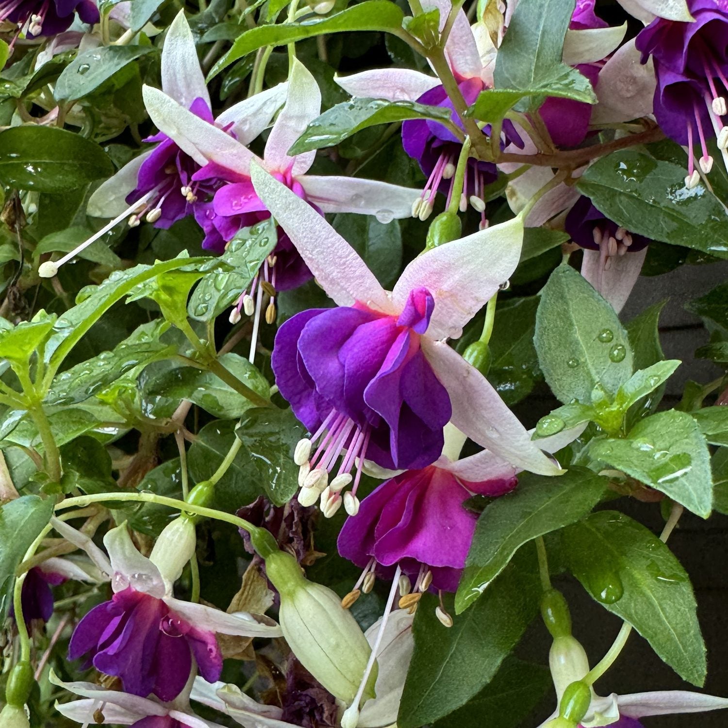 La Campanella Fuchsia features purple and white flowers with long petals and stamens, accented by green leaves with water droplets. This trailing plant displays both open blooms and buds - Photo Property of Garden Crossings LLC