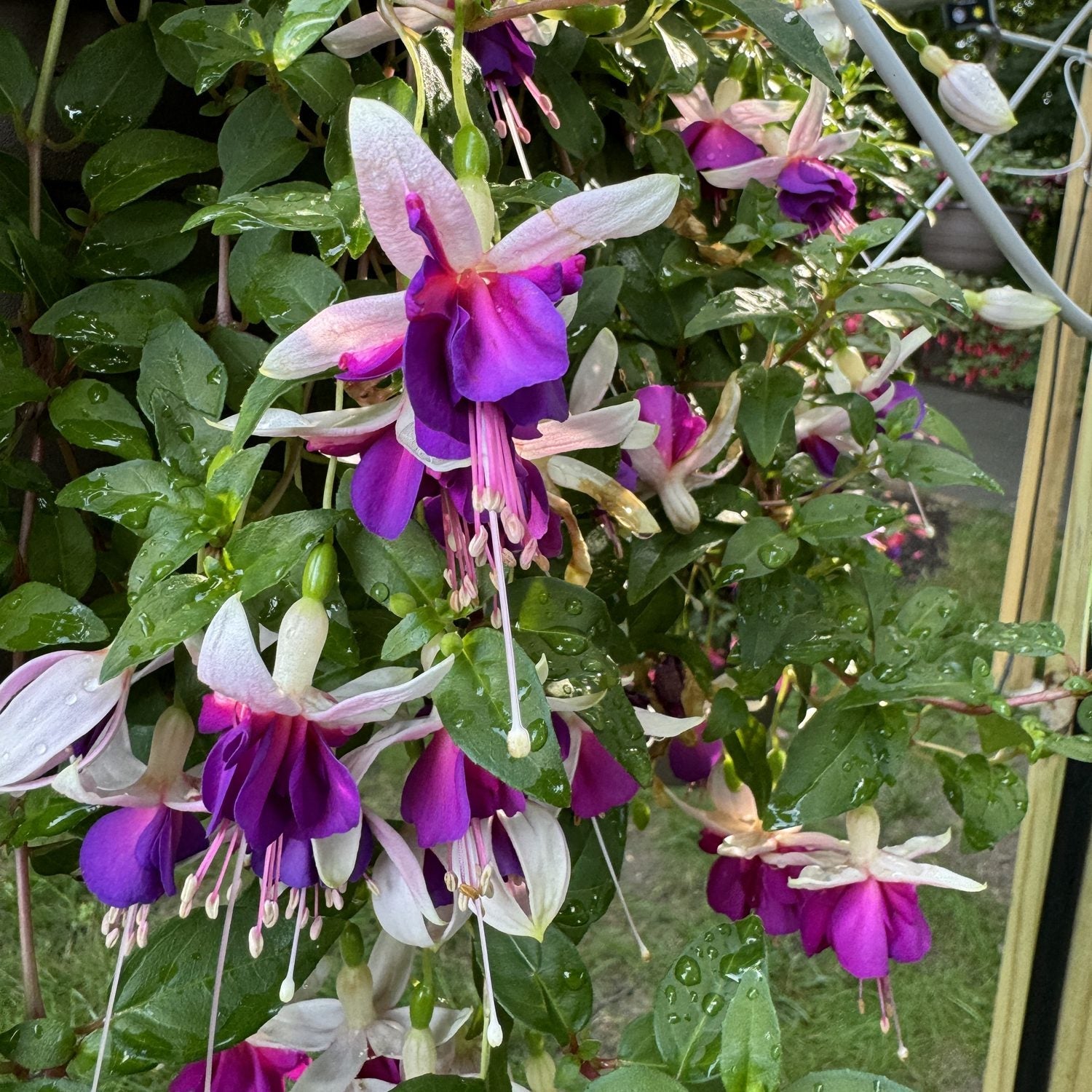 The La Campanella Fuchsia is a trailing plant with hanging purple and white flowers, pink stamens, and dewy green leaves - Photo Property of Garden Crossings LLC