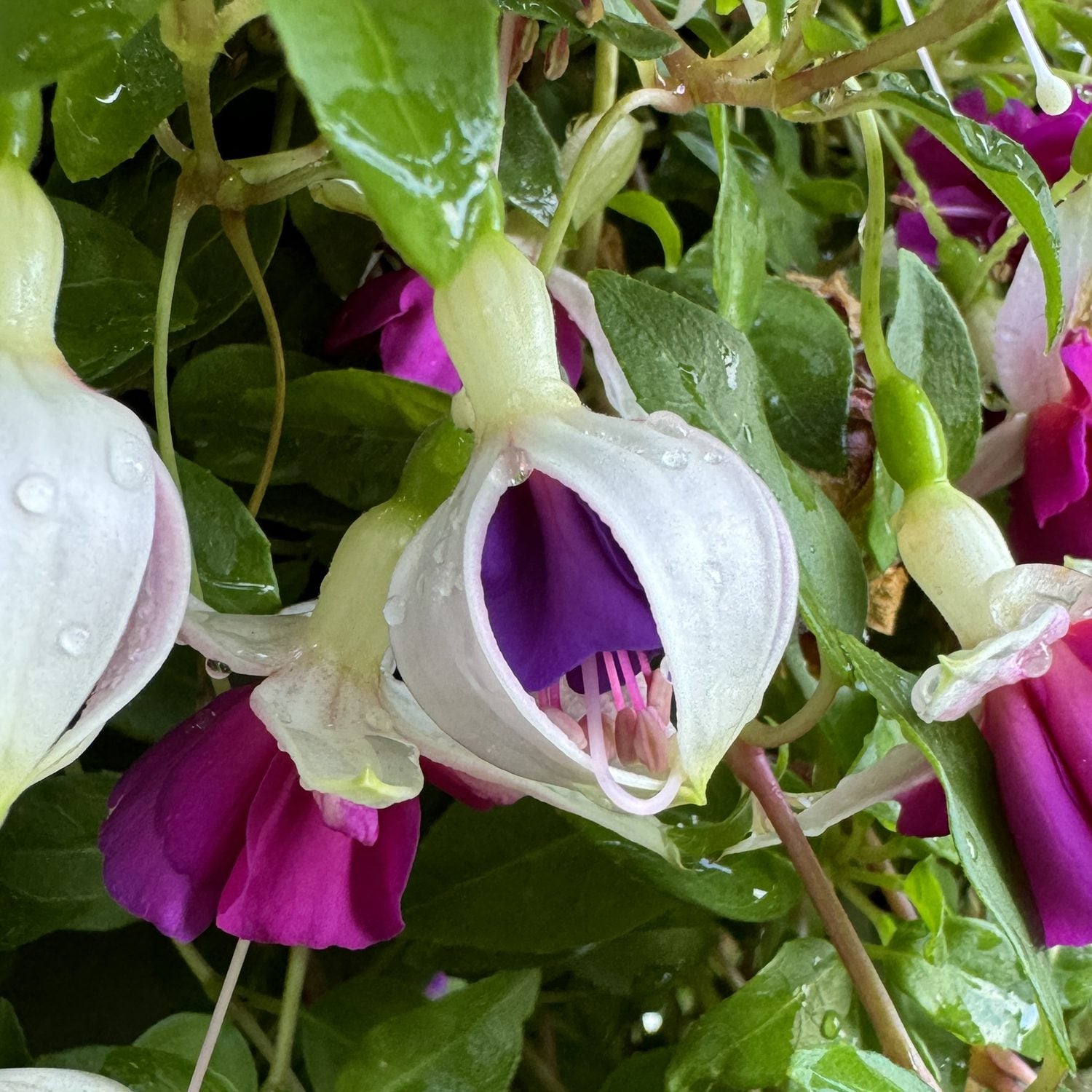 A close-up of La Campanella Fuchsia featuring vibrant purple and magenta petals. Its blooms stand out among lush green leaves, often sparkling with water droplets - Photo Property of Garden Crossings LLC