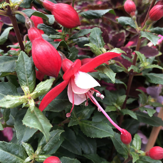 Close-up of a Shadow Dancer® Betty Fuchsia with vibrant red and white petals, surrounded by green leaves and red buds. Dense, lush green foliage and hints of reddish-purple leaves fill the background - Photo Property of Garden Crossings LLC