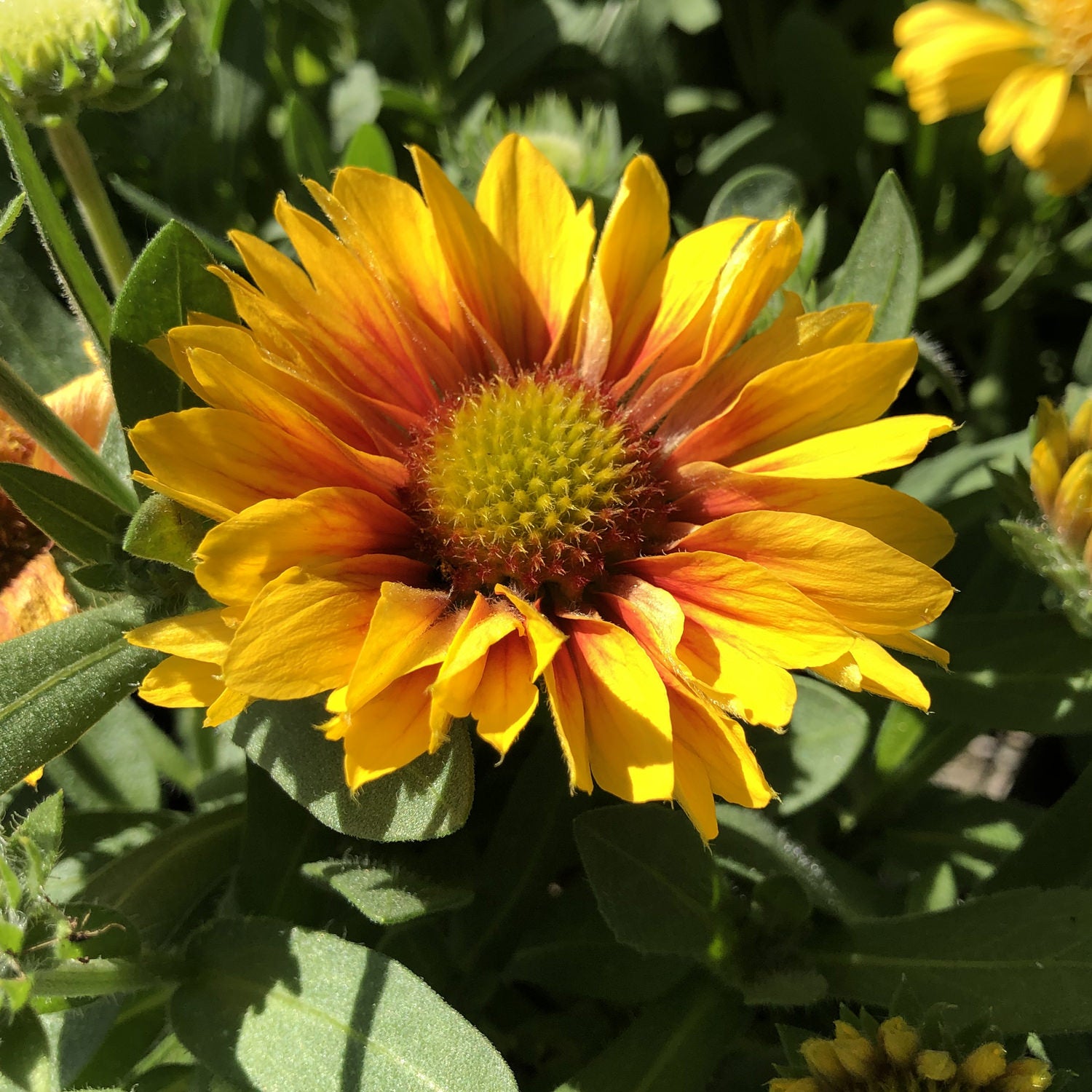 A close-up of the vibrant 'Arizona Apricot' Blanket Flower (Gaillardia), a butterfly attractant, glowing in sunlight with green leaves and softly blurred foliage in the background - Photo Property of Garden Crossings LLC.