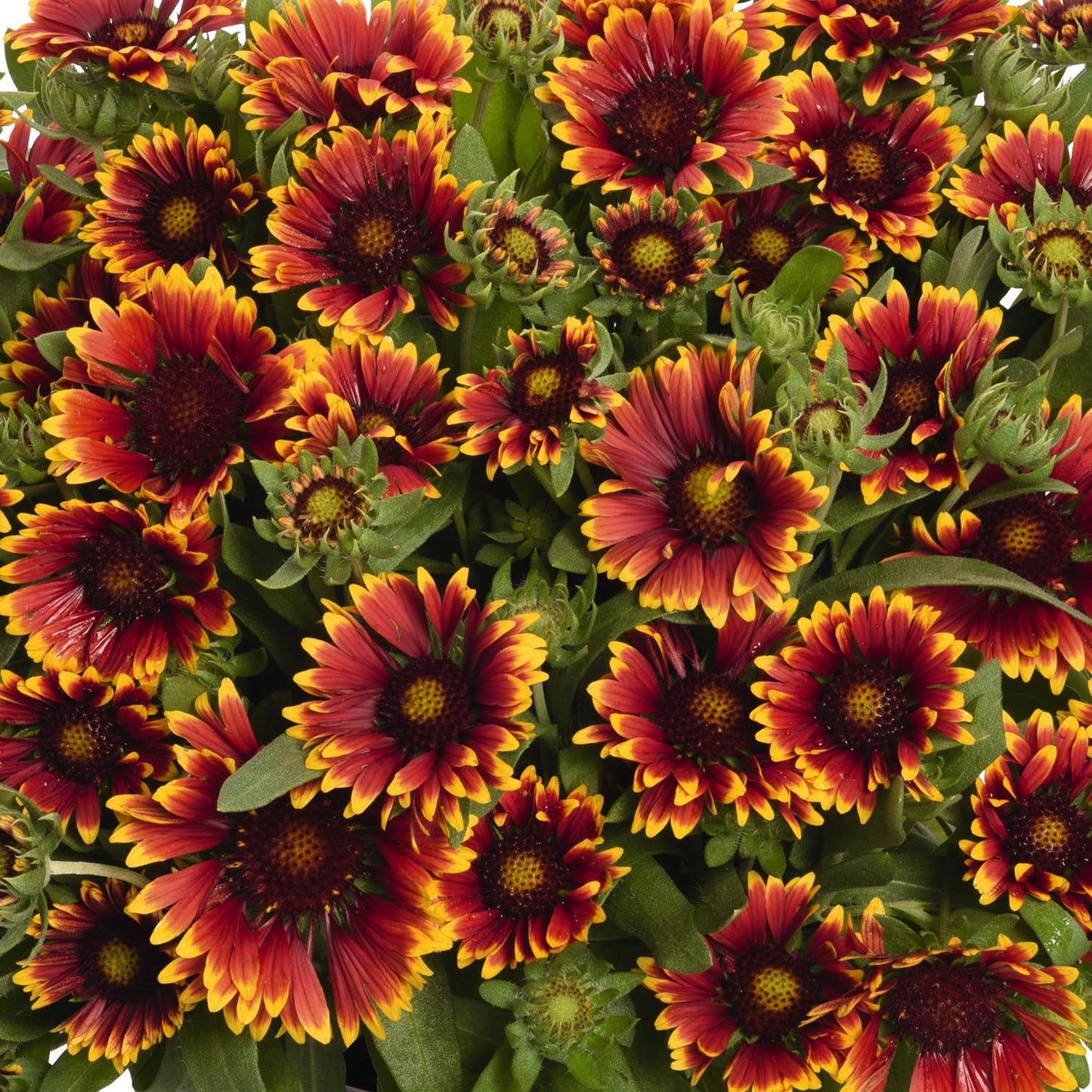 Spintop® Orange Halo Blanket Flower (Gaillardia) - Photo Courtesy of Ball Horticulure, Inc.