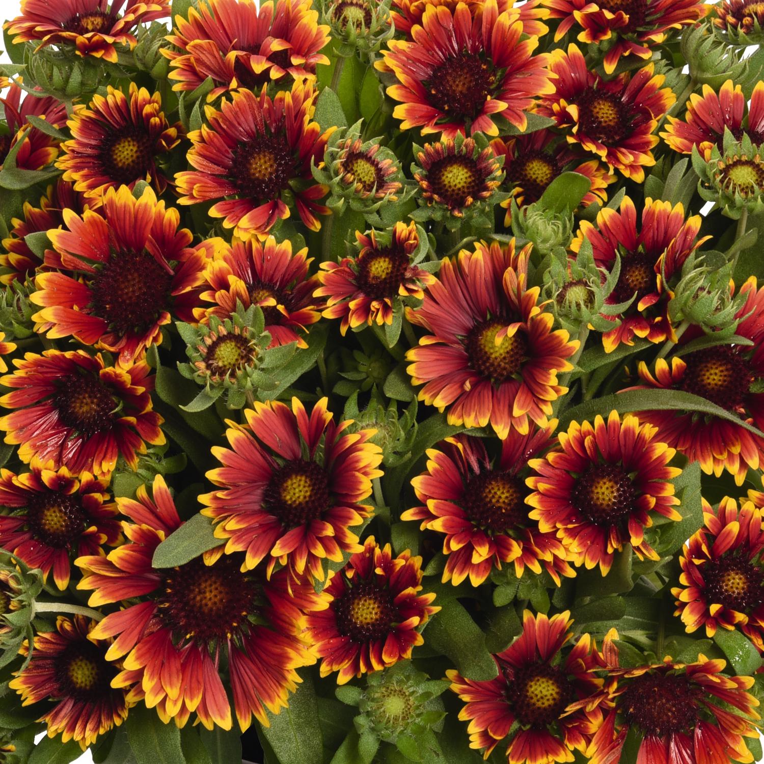 Spintop® Orange Halo Blanket Flower (Gaillardia) - Photo Courtesy of Ball Horticulure, Inc.