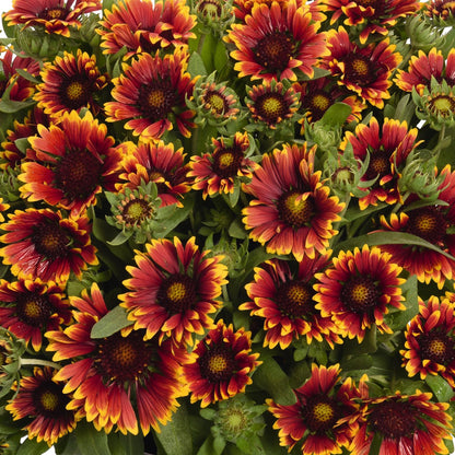 Spintop® Orange Halo Blanket Flower (Gaillardia) - Photo Courtesy of Ball Horticulure, Inc.