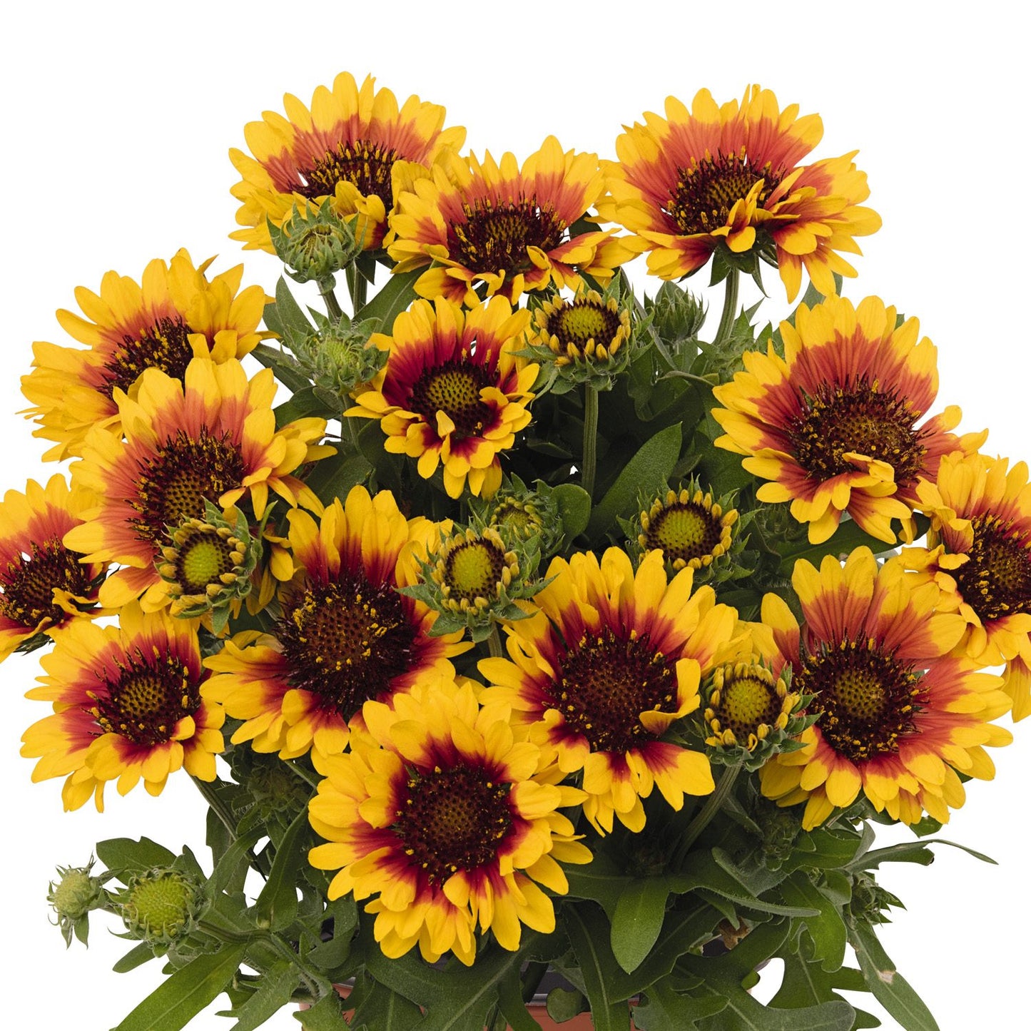 Spintop® Red Starburst Blanket Flower (Gaillardia) - Photo Courtesy of Ball Horticulure, Inc.