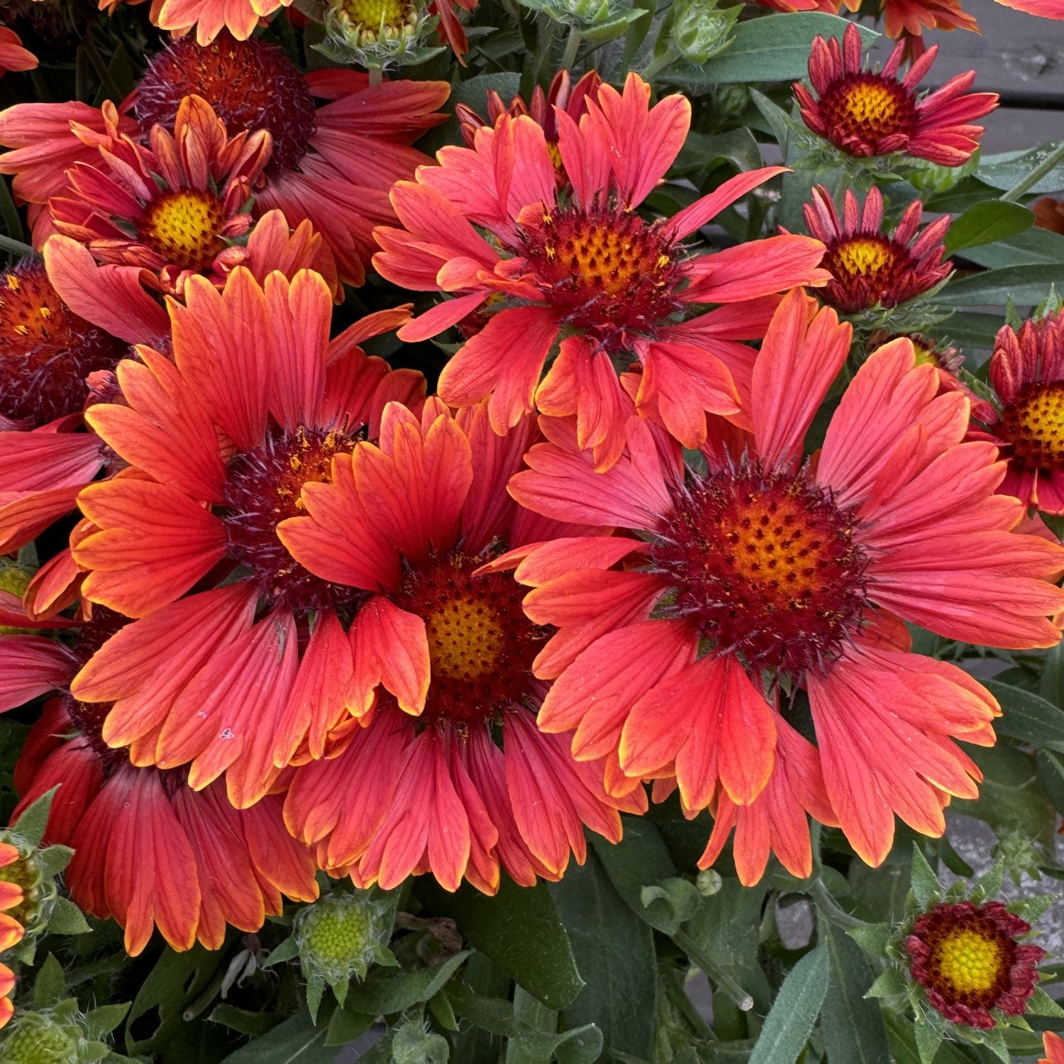 Spintop® Red Blanket Flower (Gaillardia) - Photo Property of Garden Crossings LLC