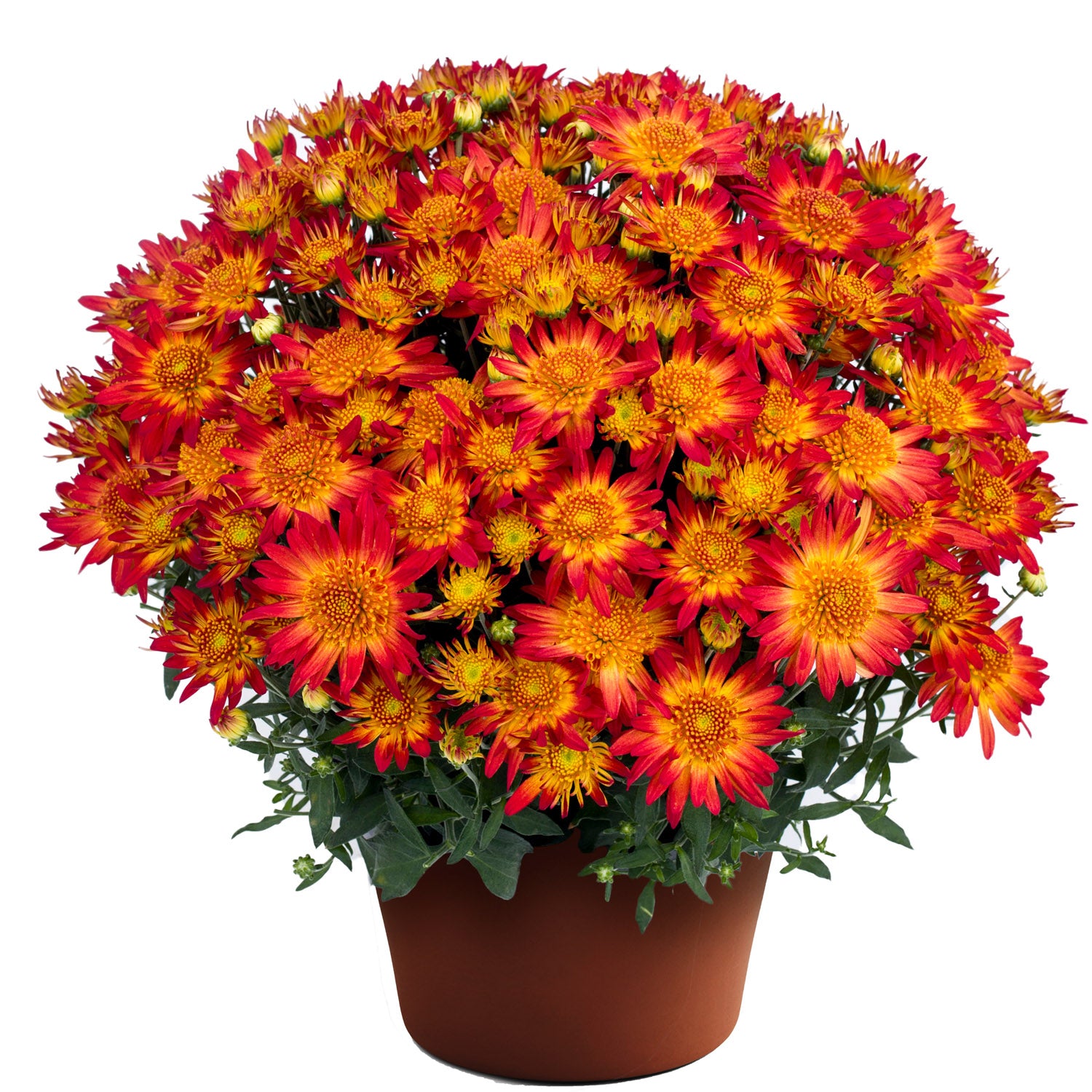 Autumn Sunset' Garden Mum (Chrysanthemum) - Photo Courtesy of Ball Horticulure, Inc.
