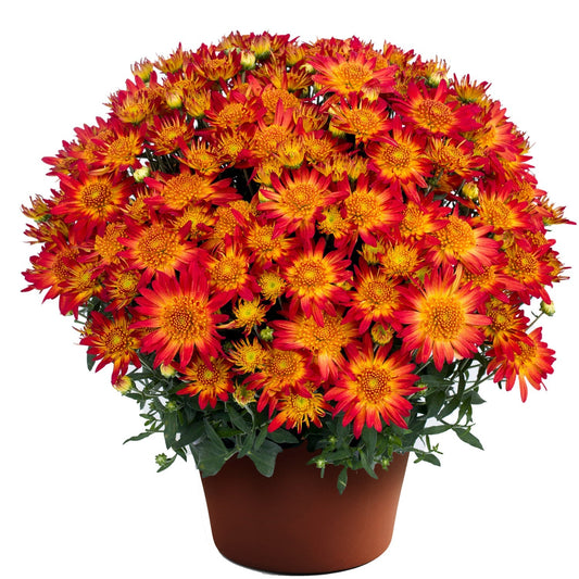 A potted Autumn Sunset™ Garden Mum (Chrysanthemum) displays dense, vibrant orange and yellow blooms with green leaves in a terracotta-colored pot. - Photo Courtesy of Ball Horticulture 