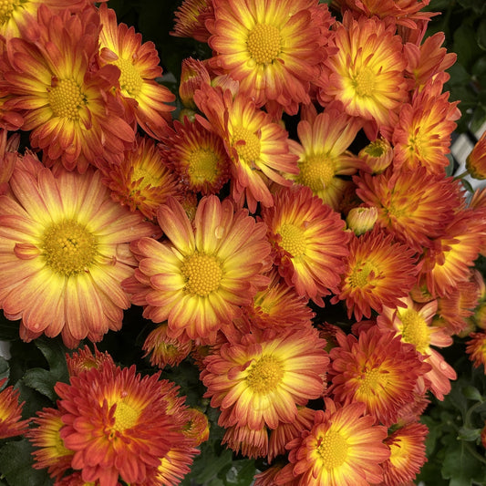 A cluster of Autumn Sunset™ Garden Mum (Chrysanthemum) displays vibrant orange and yellow blooms with bright centers and lush green leaves, creating a dense, colorful floral show perfect for fall gardens. - Photo Property of Garden Crossings LLC
