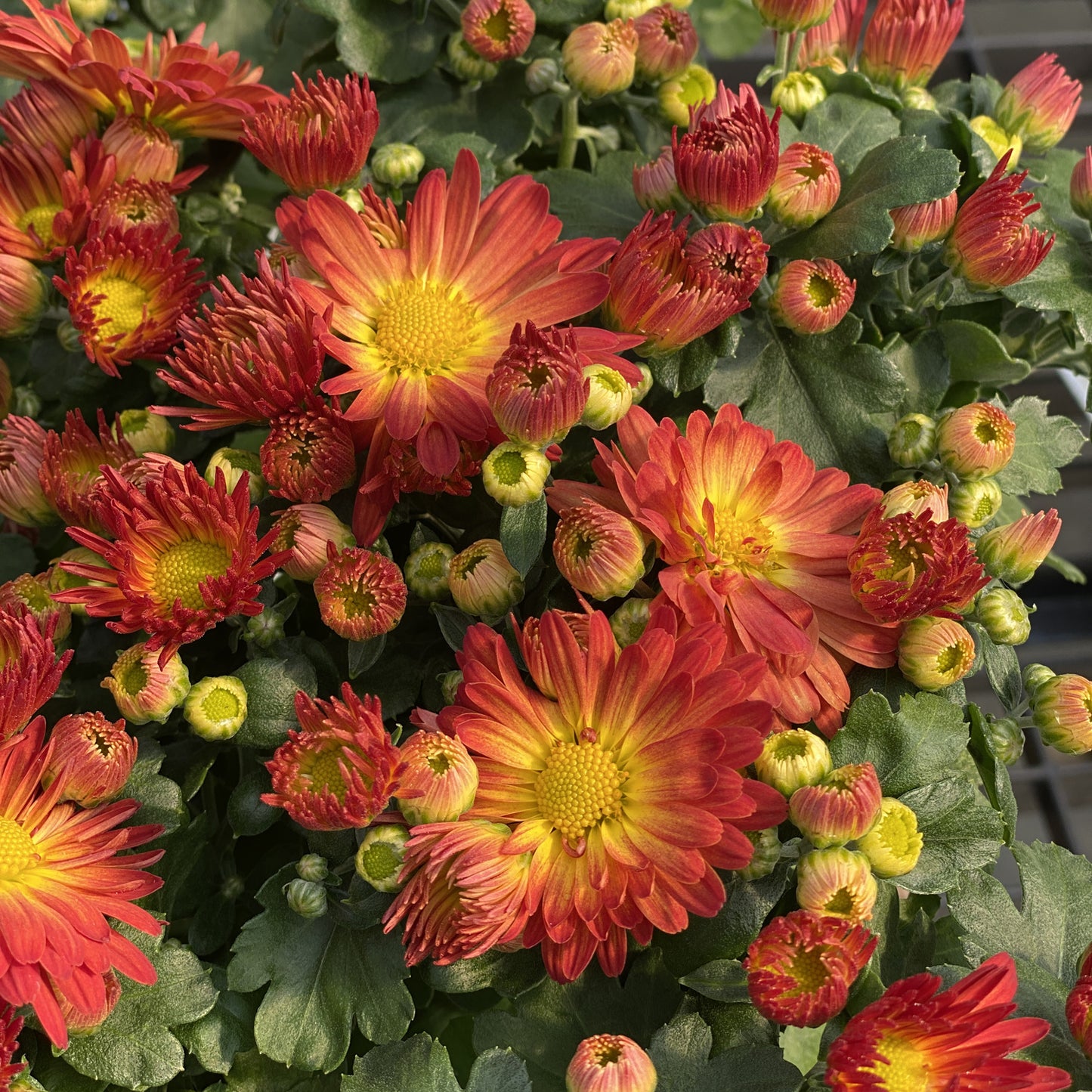 Autumn Sunset' Garden Mum (Chrysanthemum) - Photo Property of Garden Crossings LLC