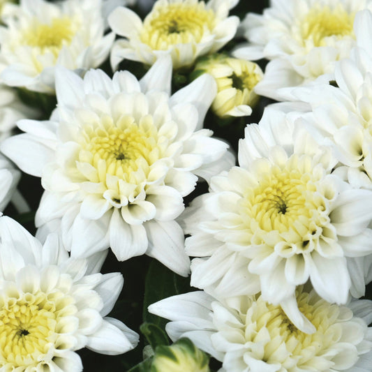 Celestial White' Garden Mum (Chrysanthemum) - Photo Courtesy of Ball Horticulure, Inc.