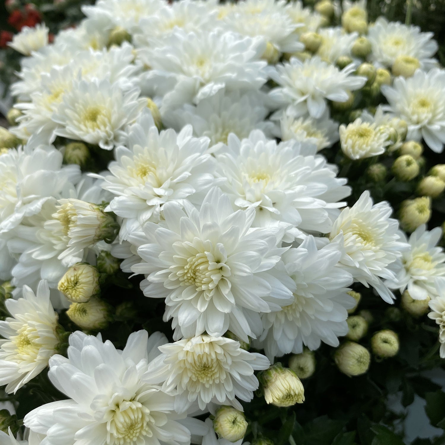 Celestial White' Garden Mum (Chrysanthemum) - Photo Property of Garden Crossings LLC