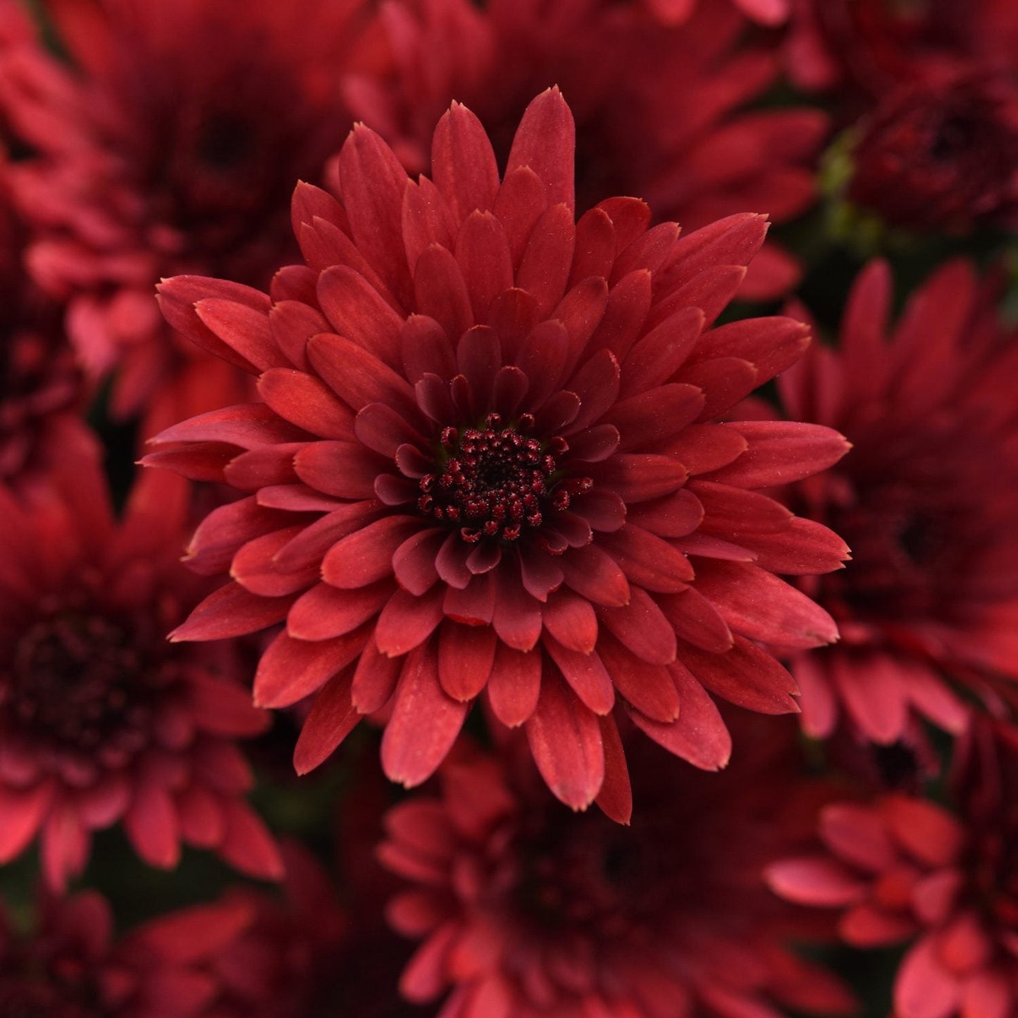 Cosmic Fireball Red' Garden Mum (Chrysanthemum) - Photo Courtesy of Ball Horticulure, Inc.