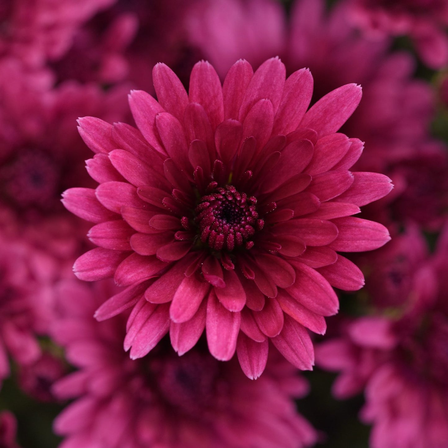 Cosmic Galaxy Purple' Garden Mum (Chrysanthemum) - Photo Courtesy of Ball Horticulure, Inc.