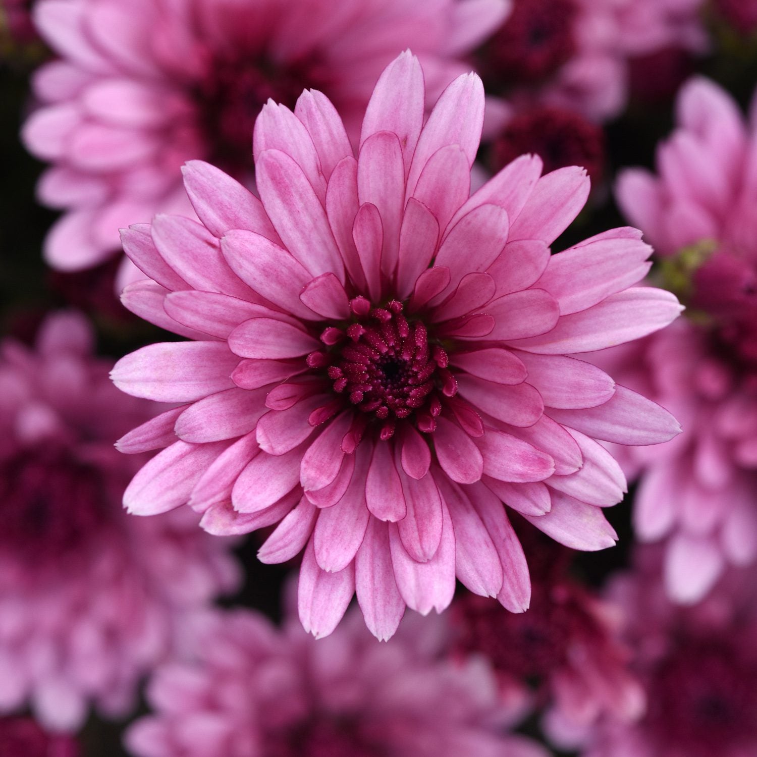 Close-up of a vibrant pink Cosmic Lunar Pink' Garden Mum (Chrysanthemum) flower in full bloom, with several blurred pink flowers in the background - Photo Courtesy of Ball Horticulure, Inc.