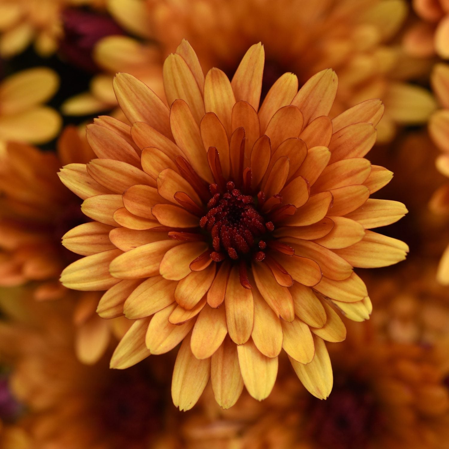 Close-up of an orange Cosmic Meteor Bronze' Garden Mum (Chrysanthemum) flower in full bloom, with layered petals and a dark red center, surrounded by other blurred orange flowers in the background - Photo Courtesy of Ball Horticulure, Inc.