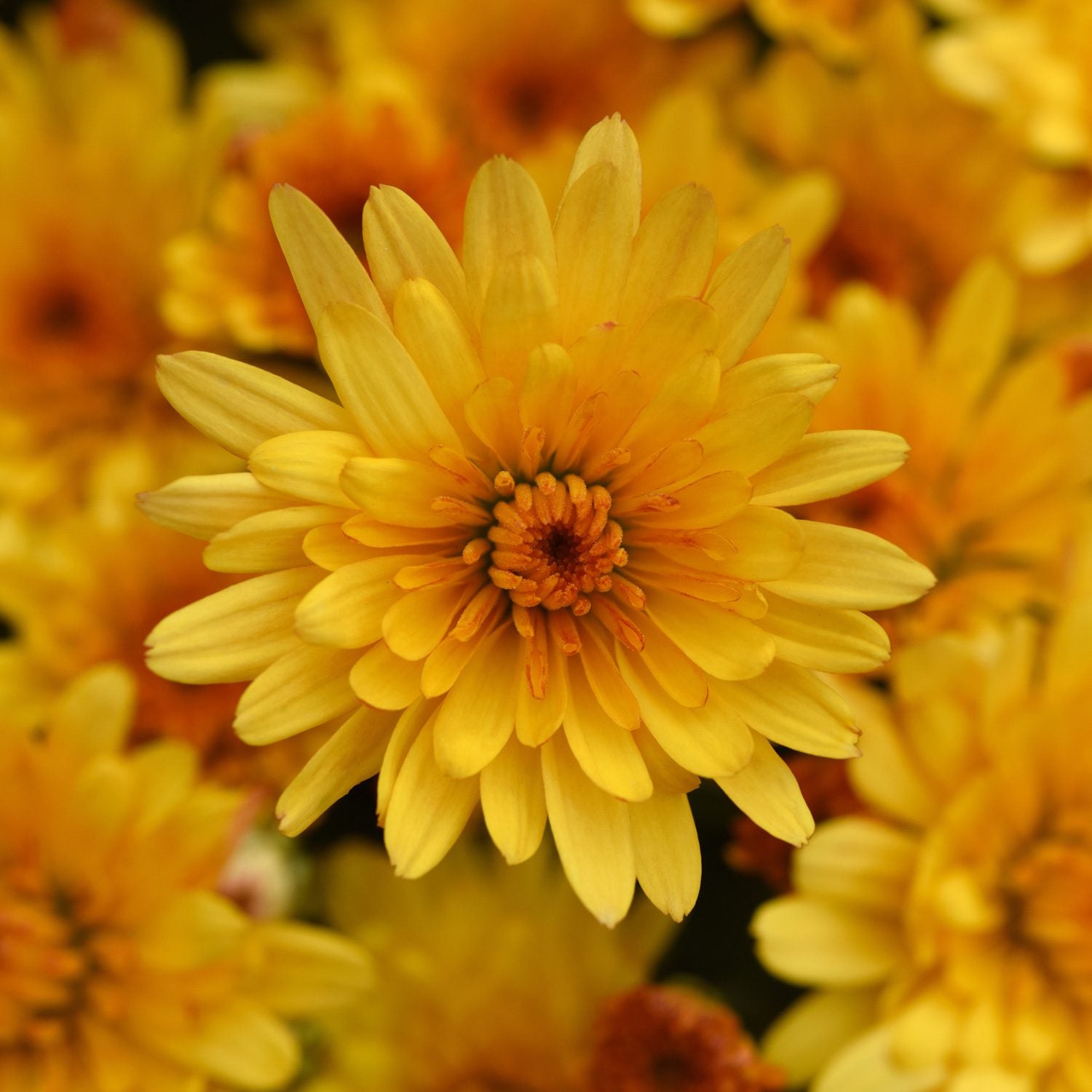 A close-up of a vibrant yellow Cosmic Solar Yellow' Garden Mum (Chrysanthemum) flower in full bloom, surrounded by similar yellow blossoms in the background - Photo Courtesy of Ball Horticulure, Inc.
