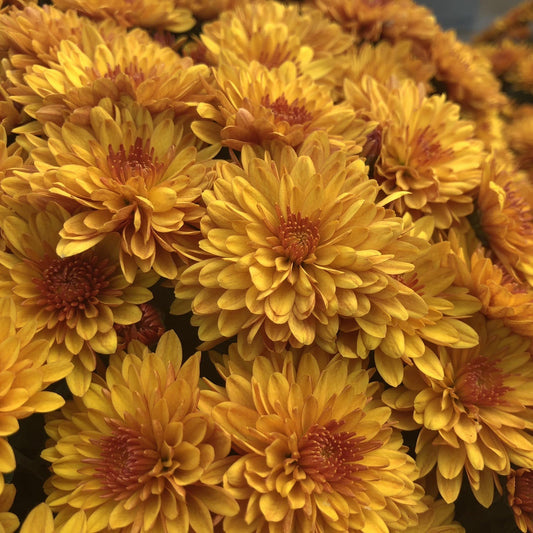 A close-up captures vibrant yellow-orange 'Fireglow' Bronze Garden Mum (Chrysanthemum) flowers in full bloom, their densely layered petals and lush clusters highlighting the beauty of fall amid touches of green foliage. - Photo Property of Garden Crossings LLC