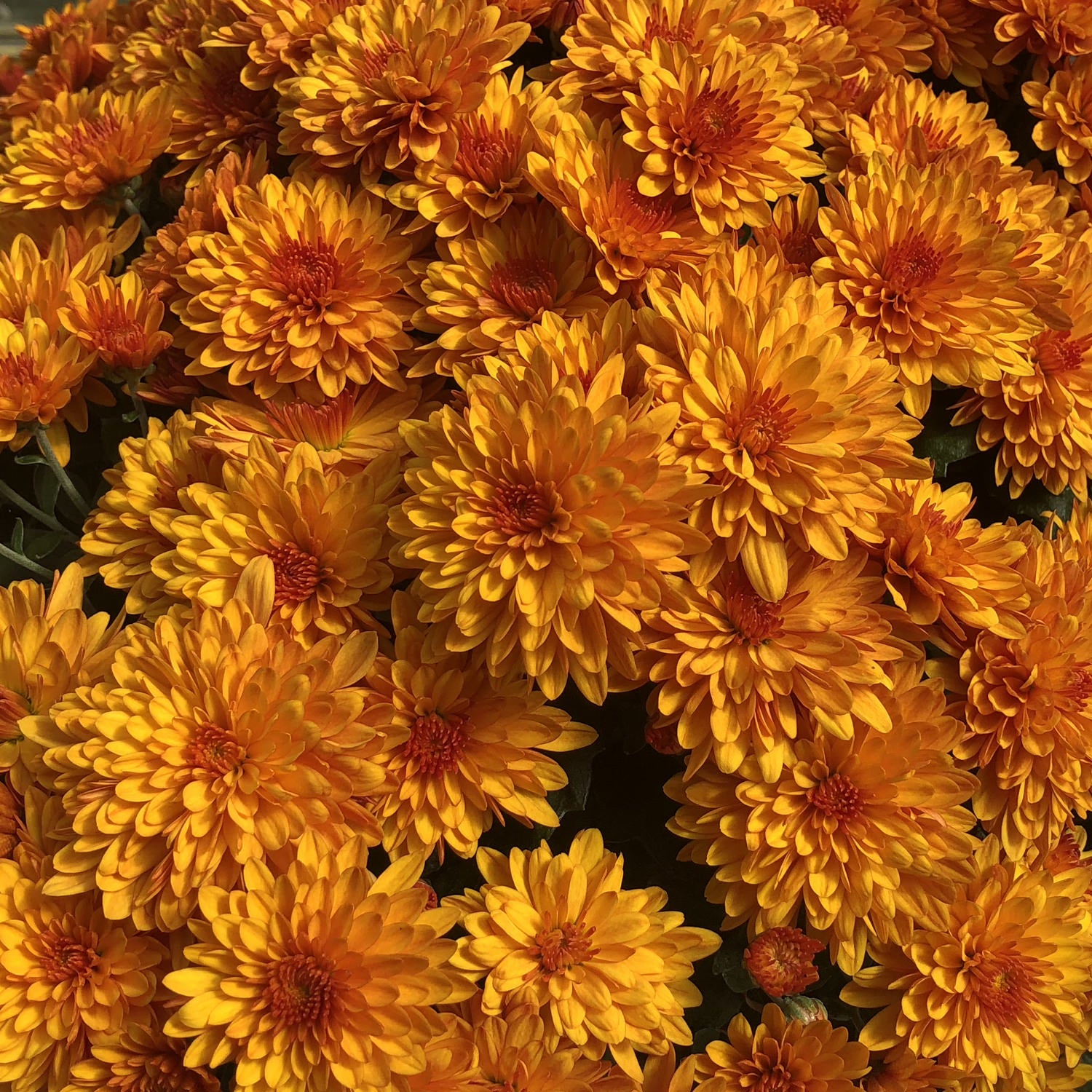 Fireglow' Garden Mum (Chrysanthemum) - Photo Property of Garden Crossings LLC
