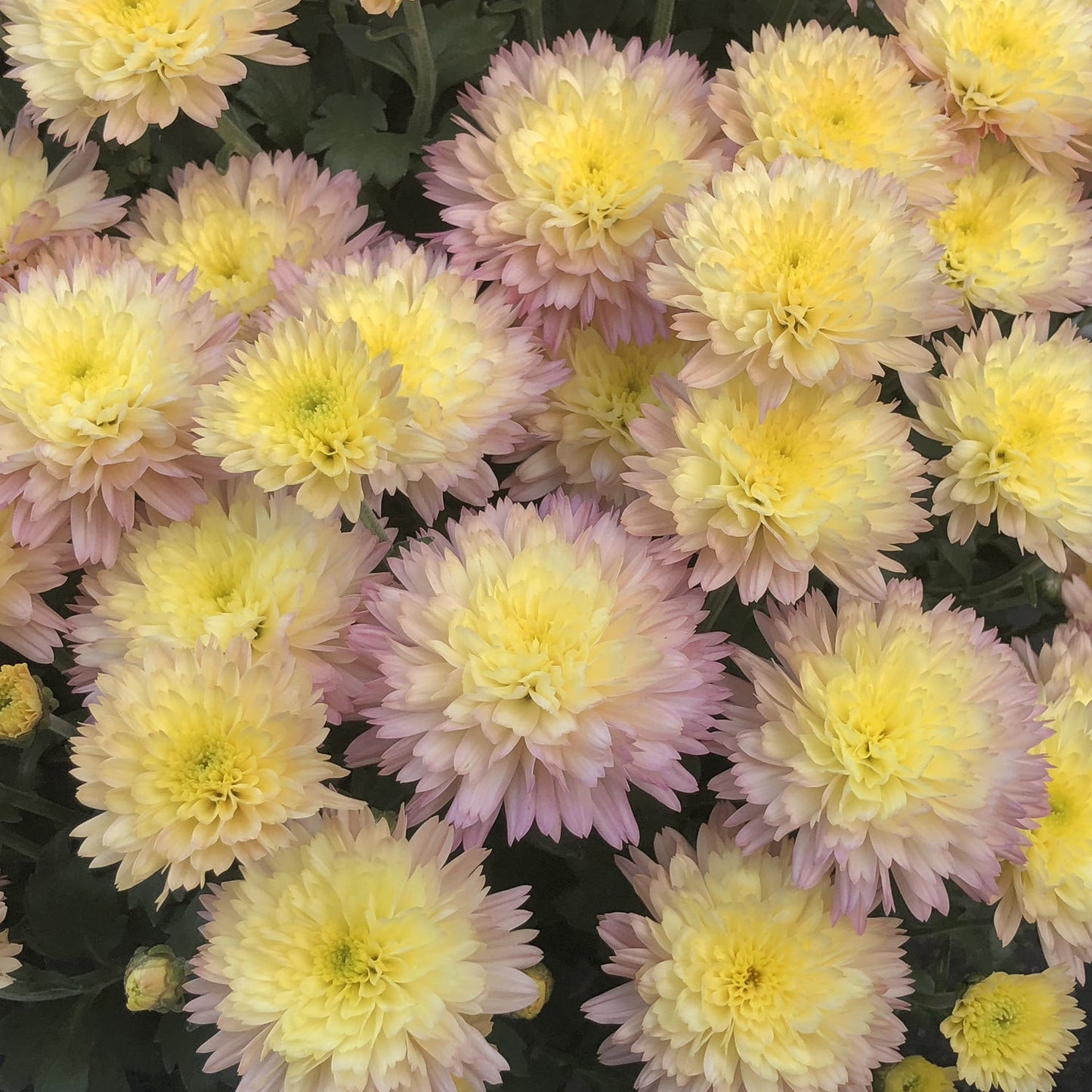 Flamingo Pineapple' Garden Mum (Chrysanthemum) - Photo Property of Garden Crossings LLC