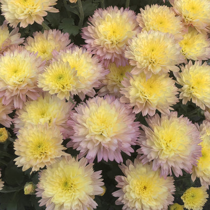 Flamingo Pineapple' Garden Mum (Chrysanthemum) - Photo Property of Garden Crossings LLC
