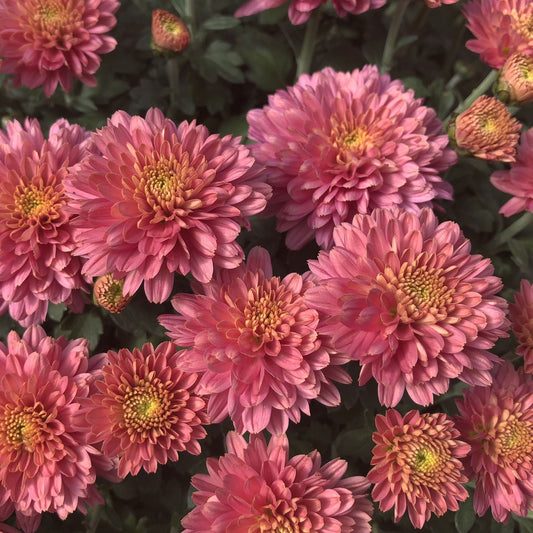 A cluster of 'Flamingo Pink' Garden Mum (Chrysanthemum) flowers features yellow centers and dark green foliage, with some buds visible among the fully open blooms. - Photo Property of Garden Crossings LLC