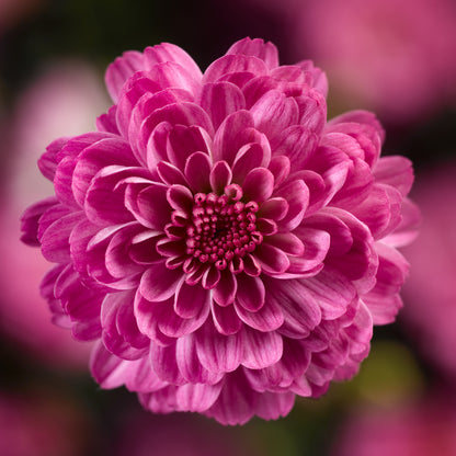 Gigi Dark Pink' Garden Mum (Chrysanthemum) - Photo Courtesy of Ball Horticulure, Inc.
