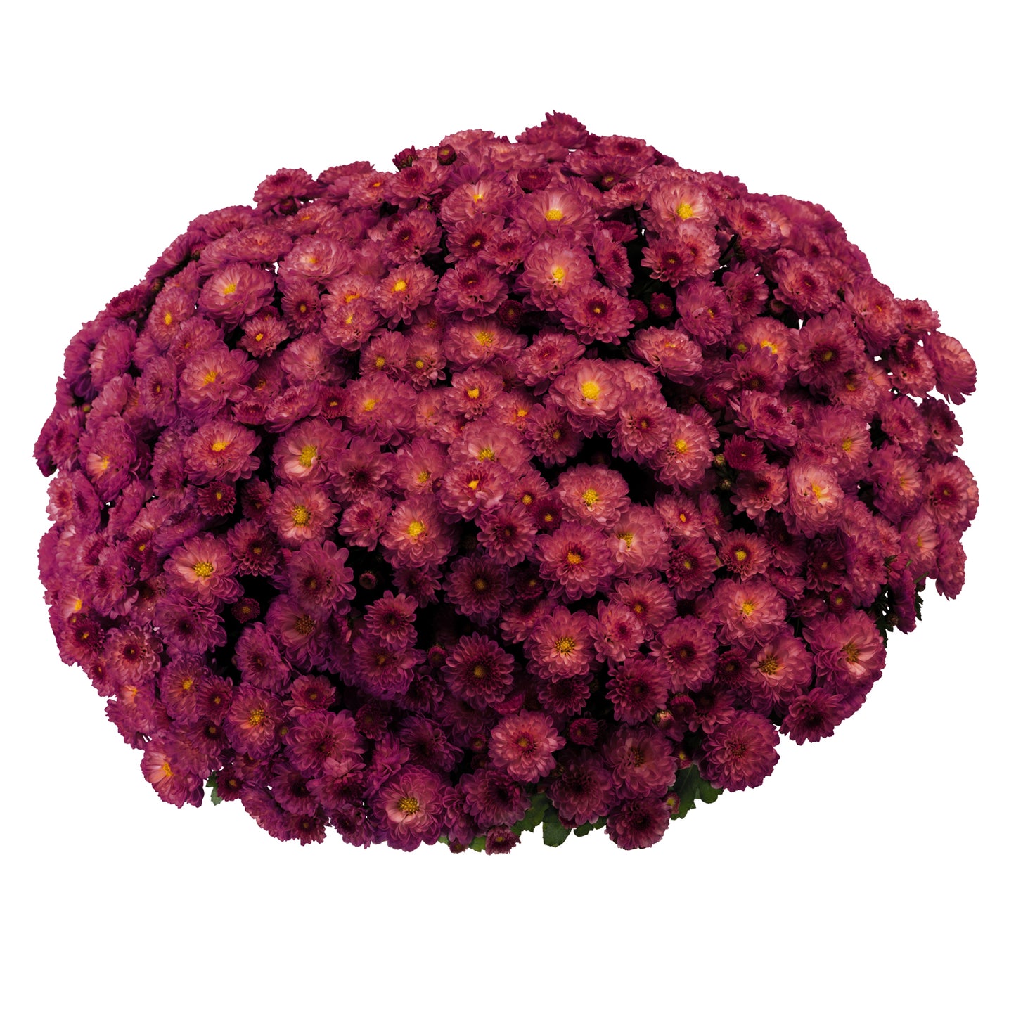 Gigi Dark Pink' Garden Mum (Chrysanthemum) - Photo Courtesy of Ball Horticulure, Inc.