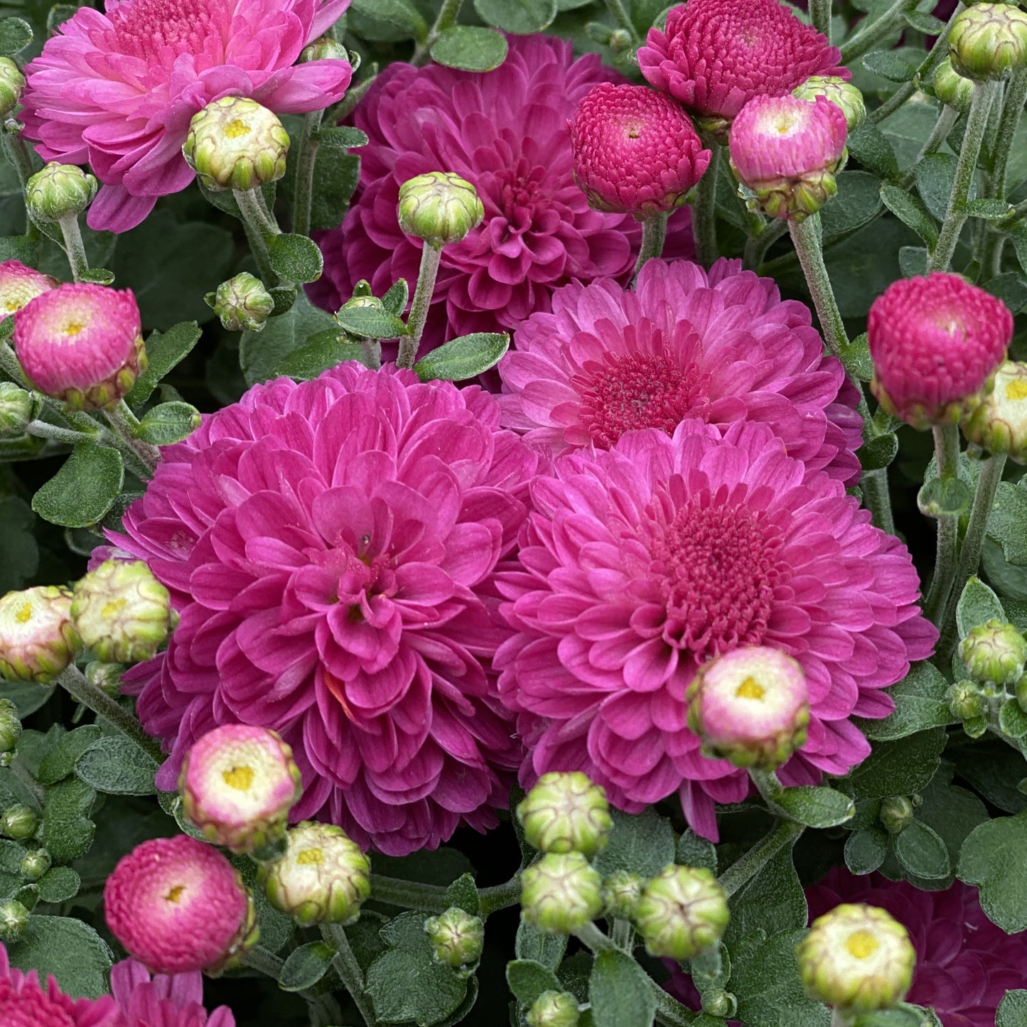 Gigi Dark Pink' Garden Mum (Chrysanthemum) - Photo Property of Garden Crossings LLC