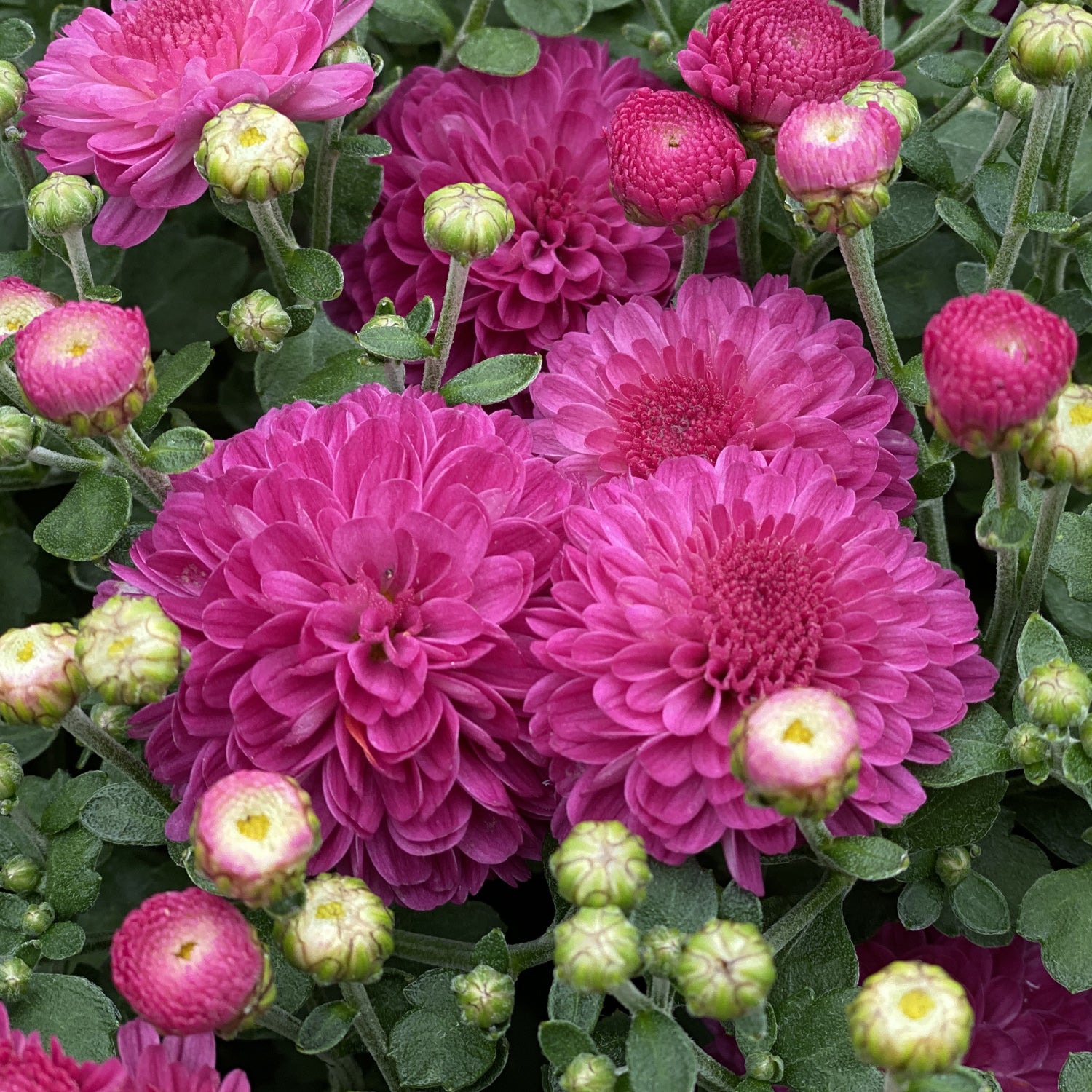 Gigi Dark Pink' Garden Mum (Chrysanthemum) - Photo Property of Garden Crossings LLC