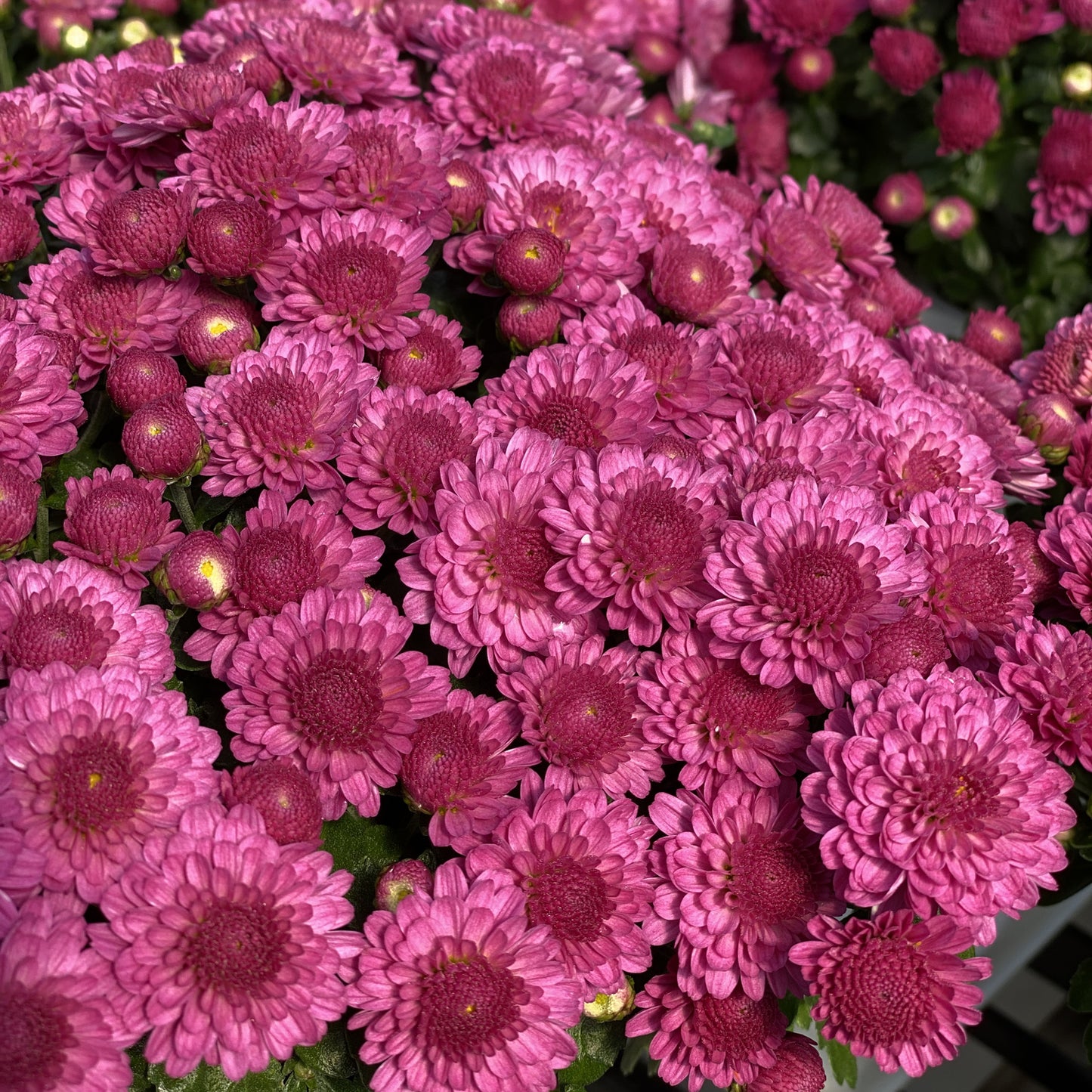 Gigi Dark Pink' Garden Mum (Chrysanthemum) - Photo Property of Garden Crossings LLC