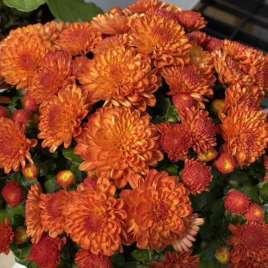 Gigi Orange' Garden Mum (Chrysanthemum) - Photo Property of Garden Crossings LLC