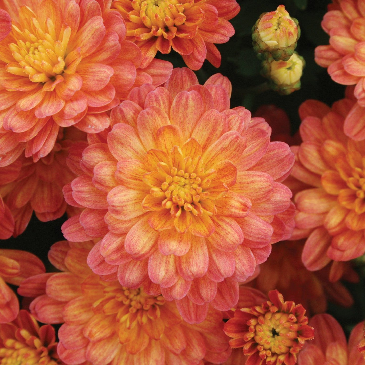 Jacqueline Orange Fusion' Garden Mum (Chrysanthemum) - Photo Courtesy of Ball Horticulure, Inc.