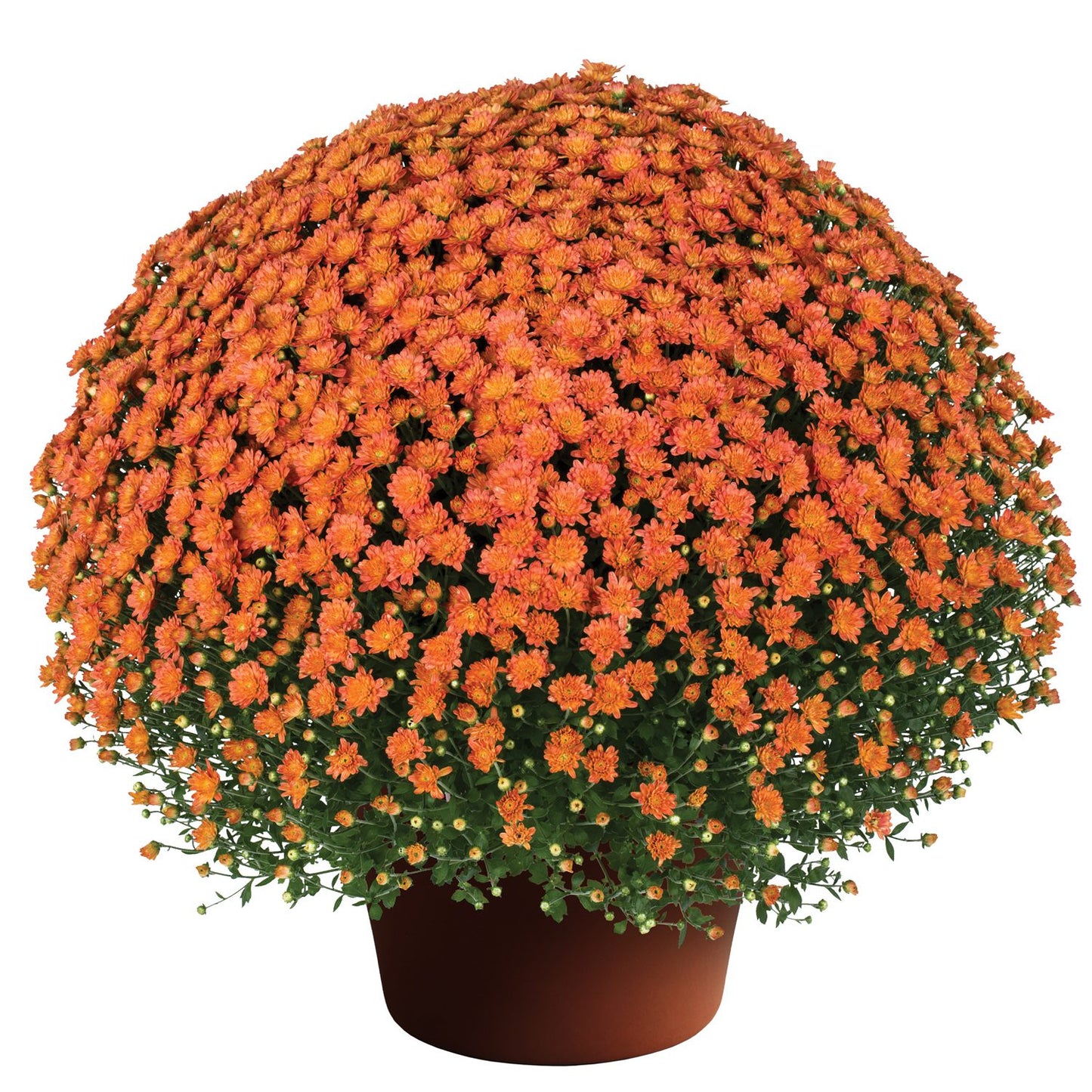 Jacqueline Orange Fusion' Garden Mum (Chrysanthemum) - Photo Courtesy of Sygenta Flower LLC