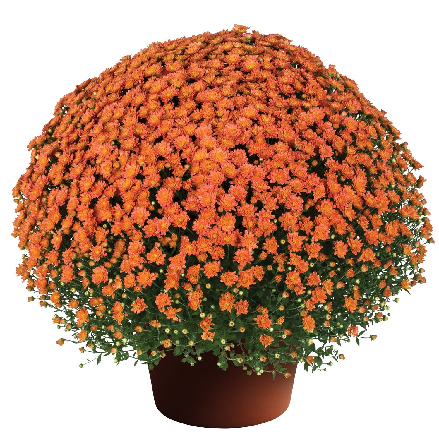 Jacqueline Orange Fusion' Garden Mum (Chrysanthemum) - Photo Courtesy of Sygenta Flower LLC