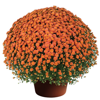 Jacqueline Orange Fusion' Garden Mum (Chrysanthemum) - Photo Courtesy of Sygenta Flower LLC