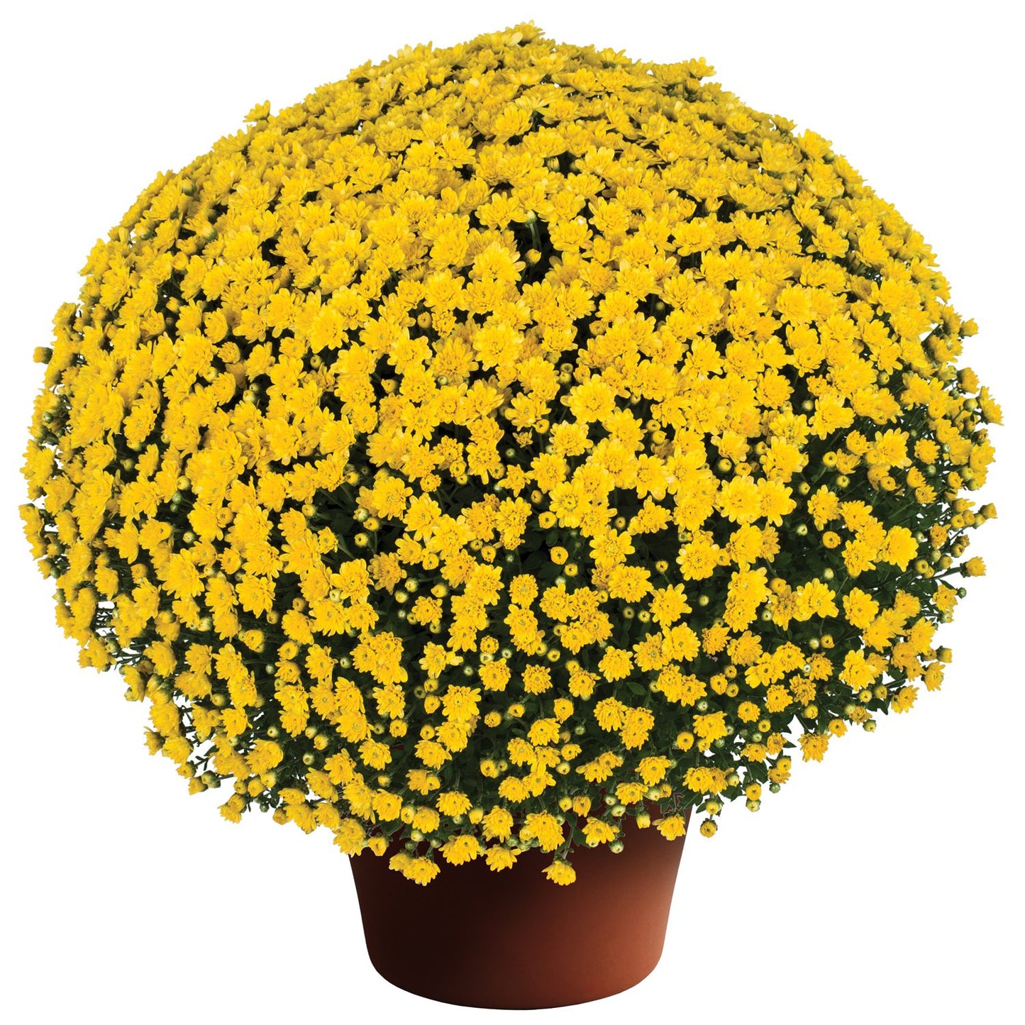 A large, round 'Jacqueline Yellow' Garden Mum (Chrysanthemum) in a simple brown pot, lush with dense yellow blooms and minimal green foliage—perfect for brightening any space with vibrant fall color.