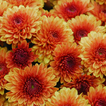 Katelli Bronze' Garden Mum (Chrysanthemum) - Photo Courtesy of Ball Horticulure, Inc.
