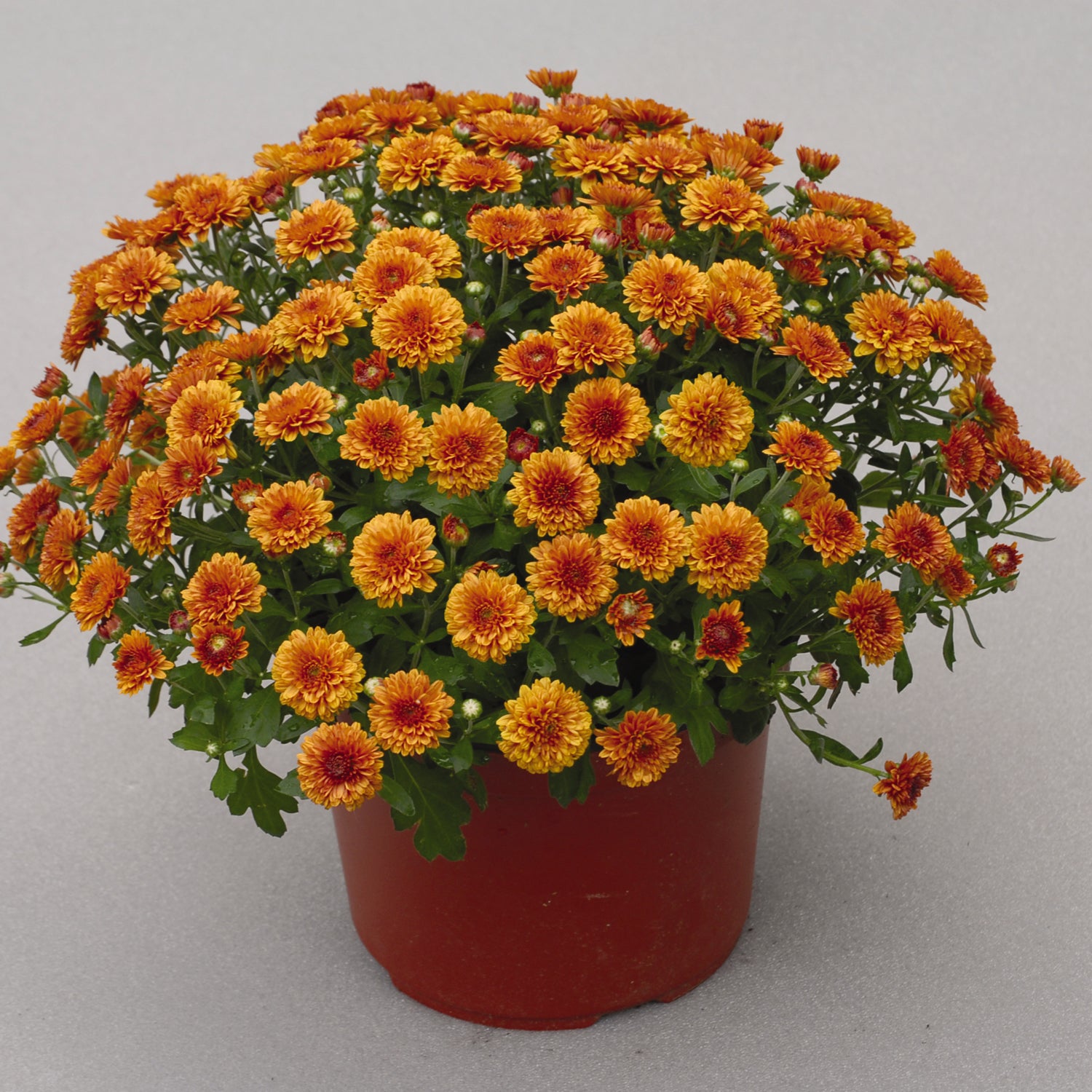 Katelli Bronze' Garden Mum (Chrysanthemum) - Photo Courtesy of Ball Horticulure, Inc.