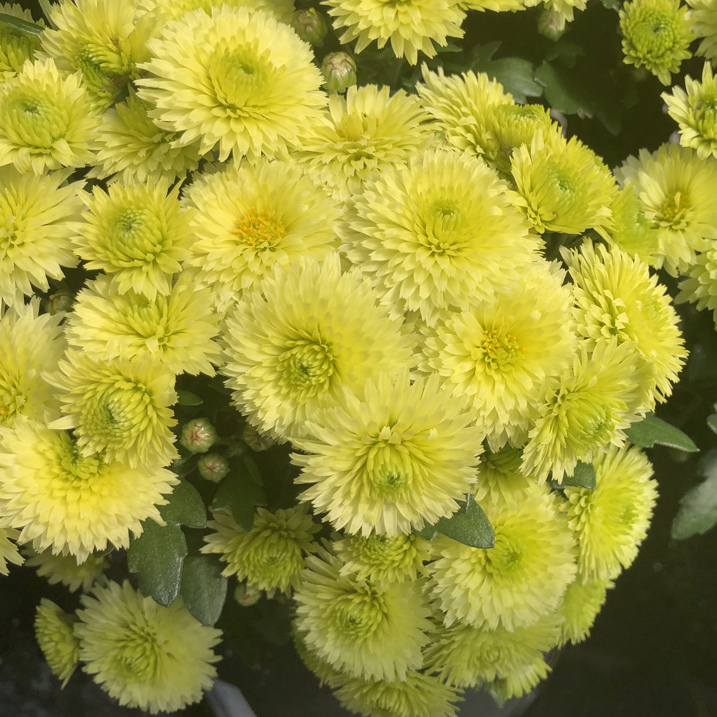Key Lime' Garden Mum (Chrysanthemum) - Photo Property of Garden Crossings LLC