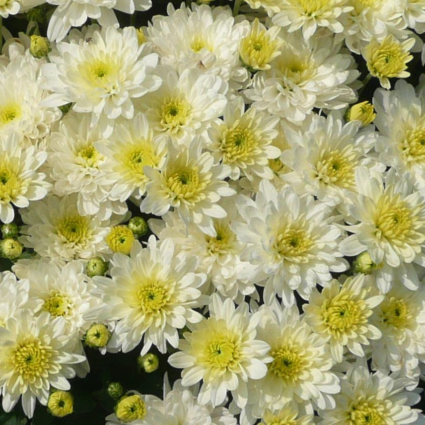 Moonglow White' Garden Mum (Chrysanthemum) - Photo Courtesy of Ball Horticulure, Inc.