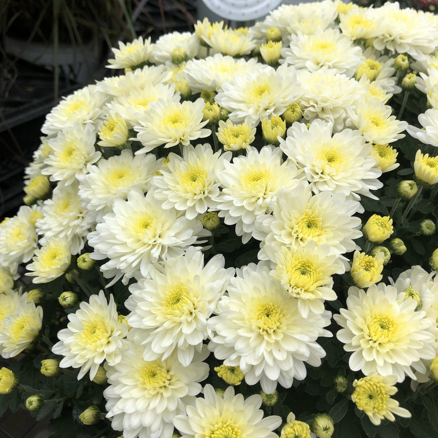Moonglow White' Garden Mum (Chrysanthemum) - Photo Property of Garden Crossings LLC