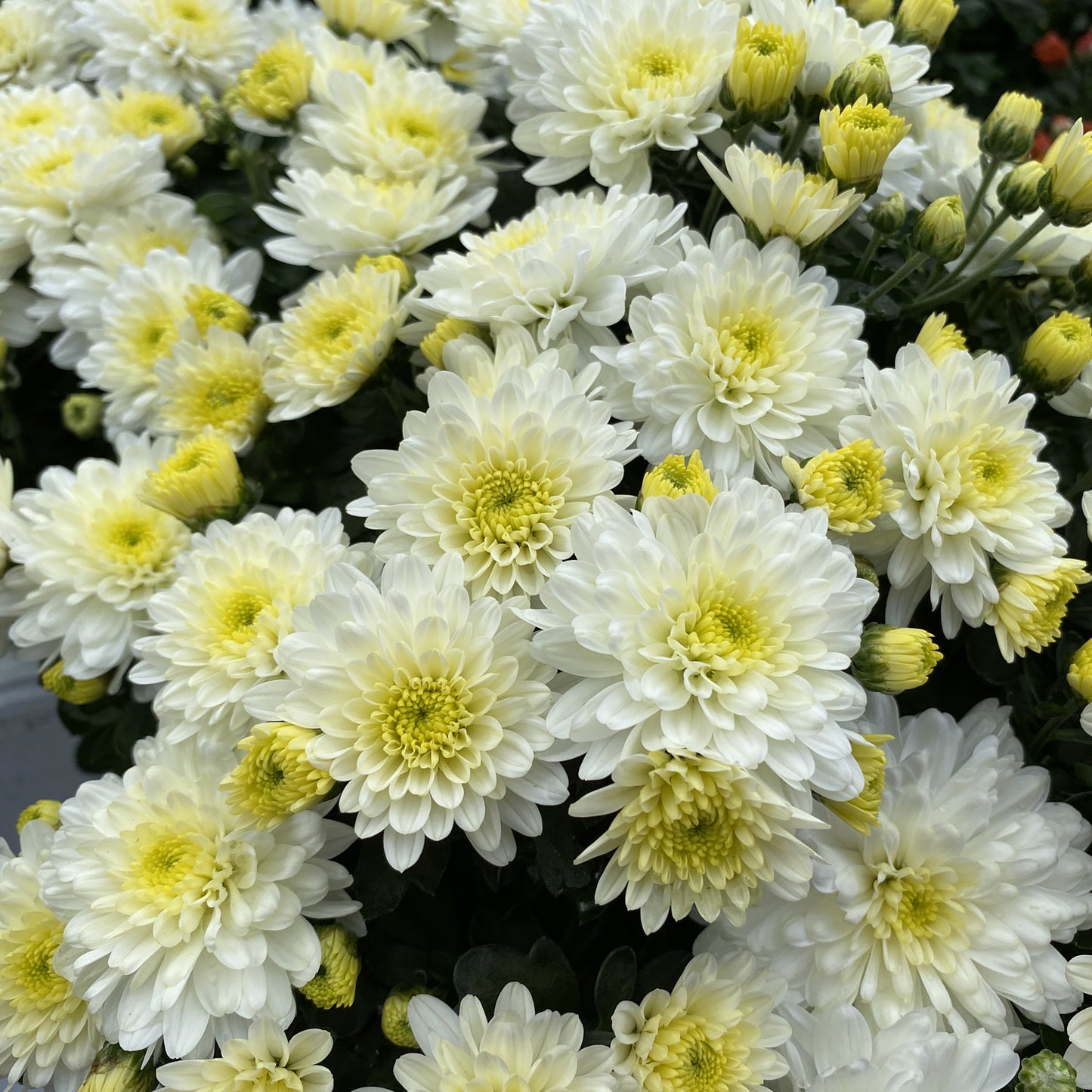 Moonglow White' Garden Mum (Chrysanthemum) - Photo Property of Garden Crossings LLC